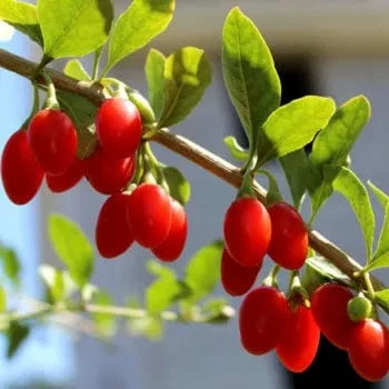 Red Empress Goji Berry Plant