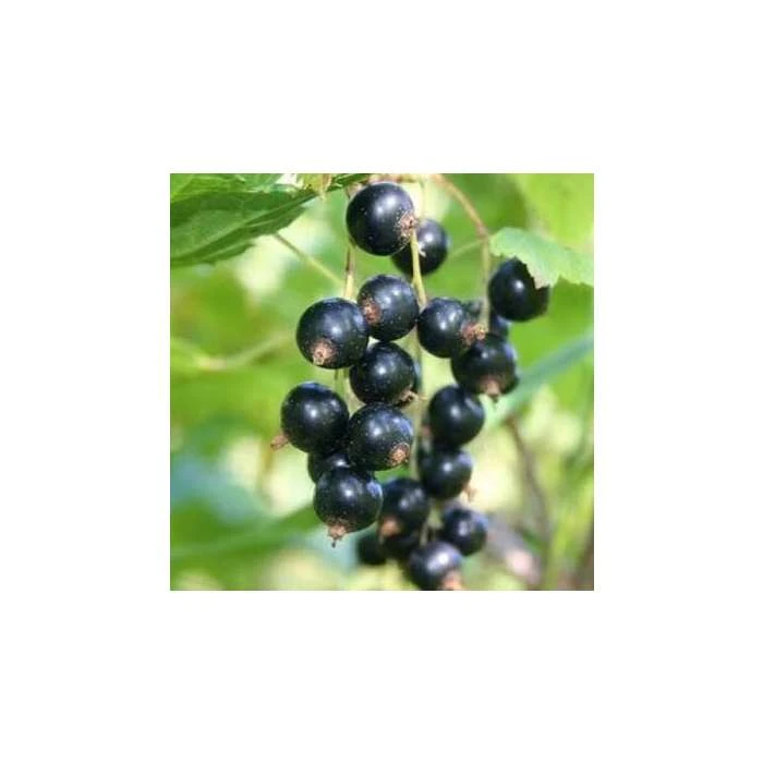 Ben Hope Blackcurrant Bush