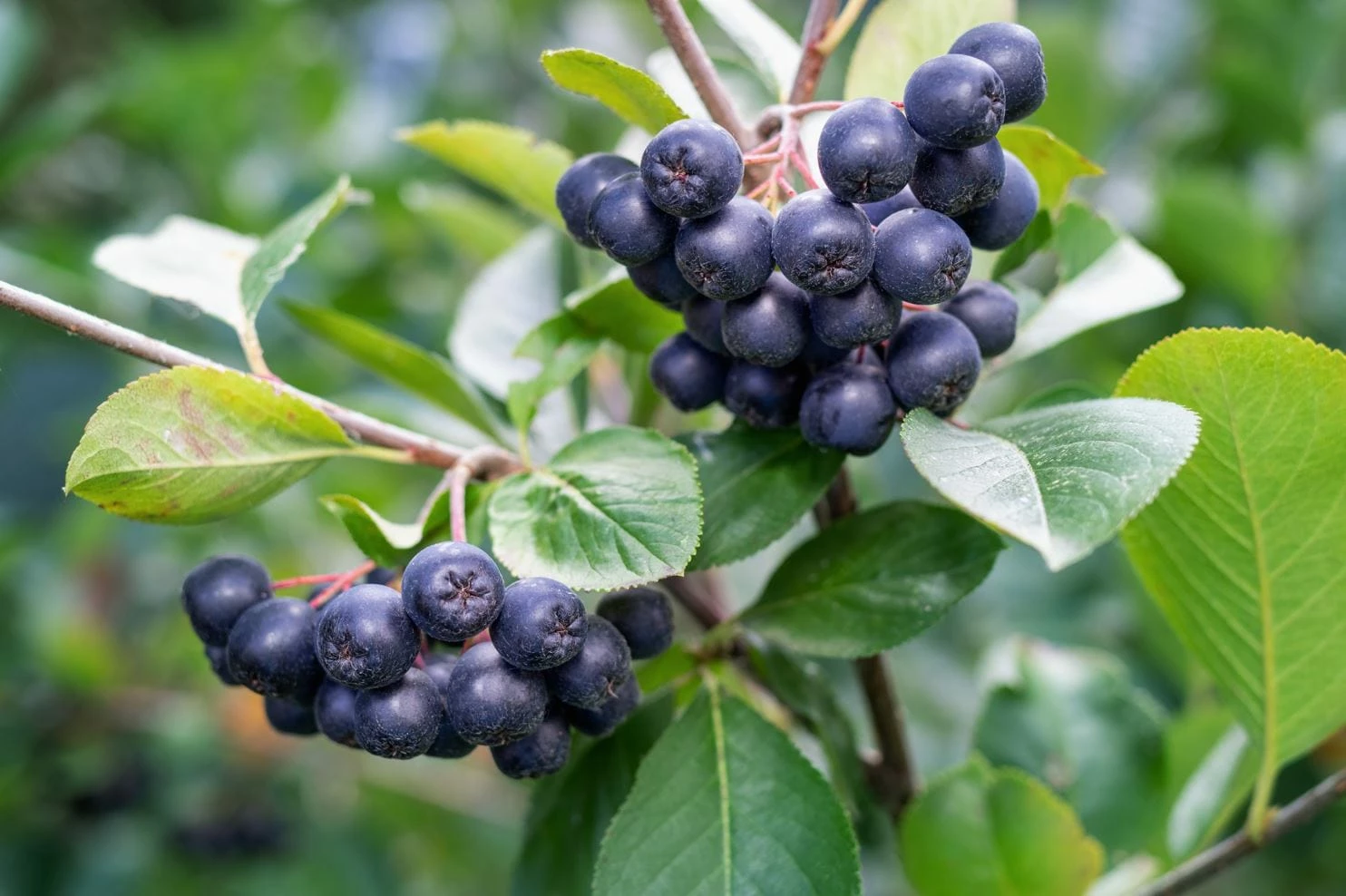 Raintree Select Aronia Plant with Berries