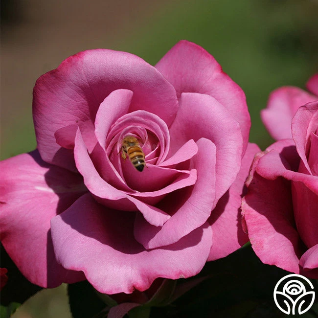 Barbra Streisand Rose in full bloom