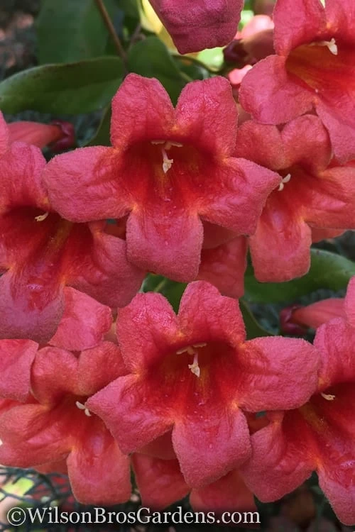 Shalimar Red Crossvine in full bloom