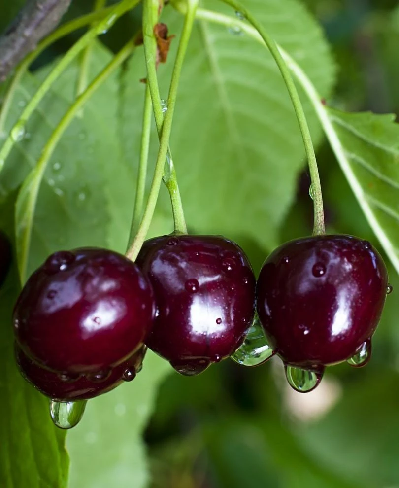Black Gold Cherry tree with ripe fruit