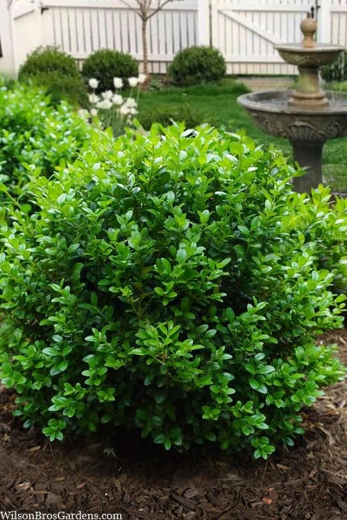 Little Missy Dwarf Boxwood