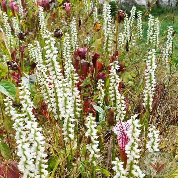 Spiranthes cernua Bog Orchid
