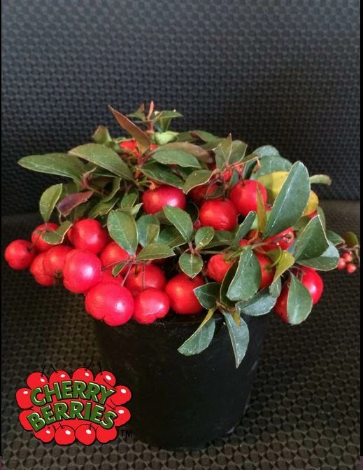 Cherry Berries Wintergreen plant with vibrant red berries