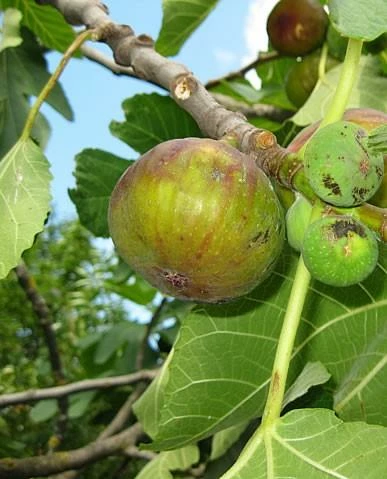 Dauphine Fig with brown-green skin