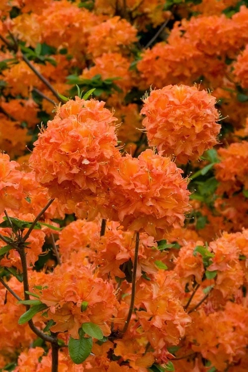Mandarin Lights Azalea in full bloom