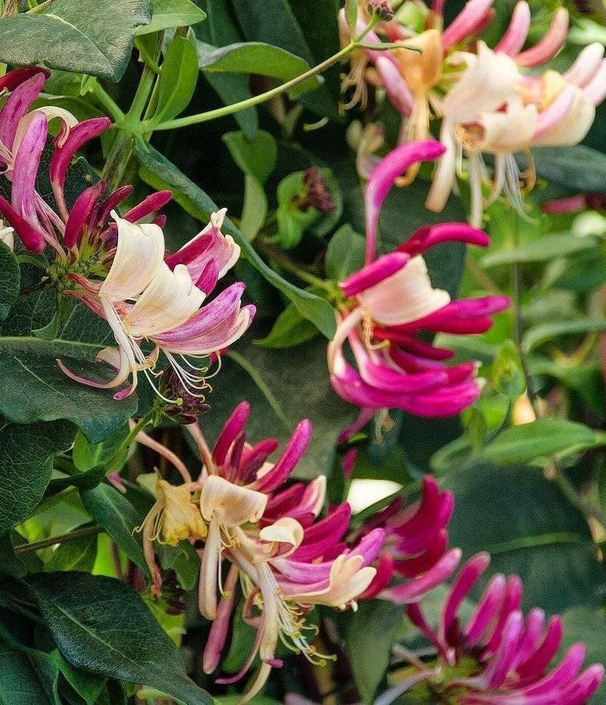 Peaches and Cream Honeysuckle in bloom