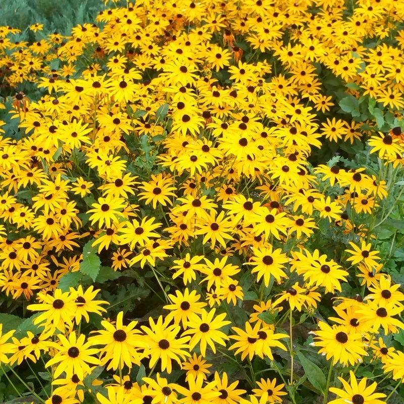 Goldsturm Black Eyed Susan in full bloom