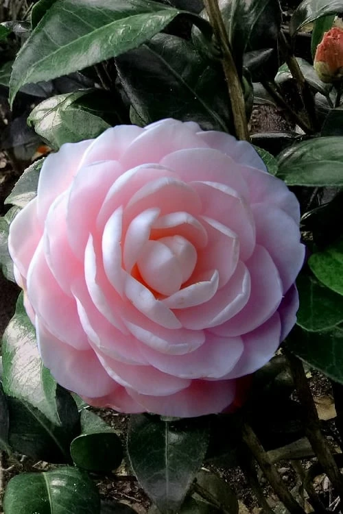 Winter's Rose Dwarf Camellia in full bloom