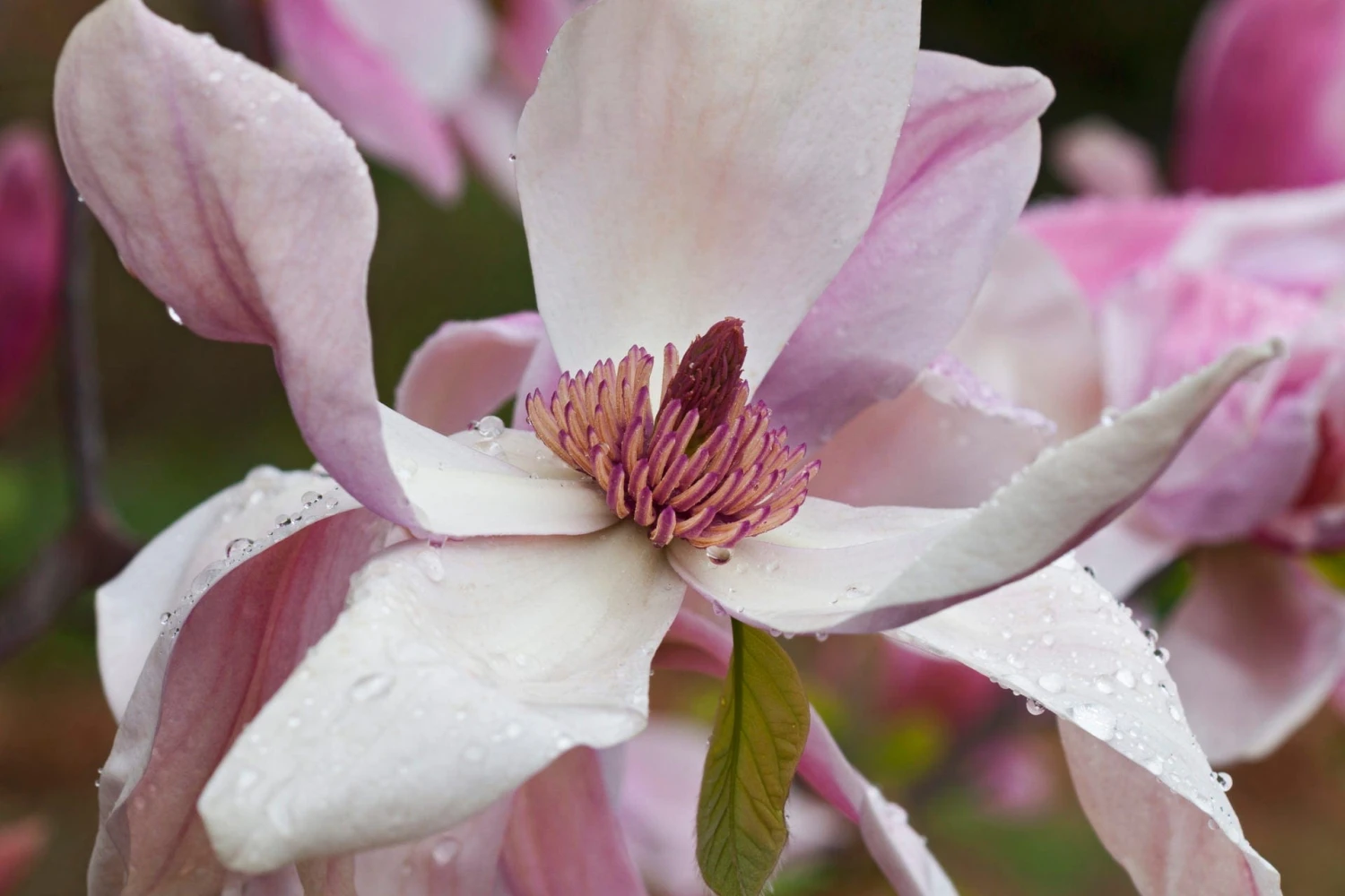 Daybreak Magnolia in full bloom showing its columnar shape