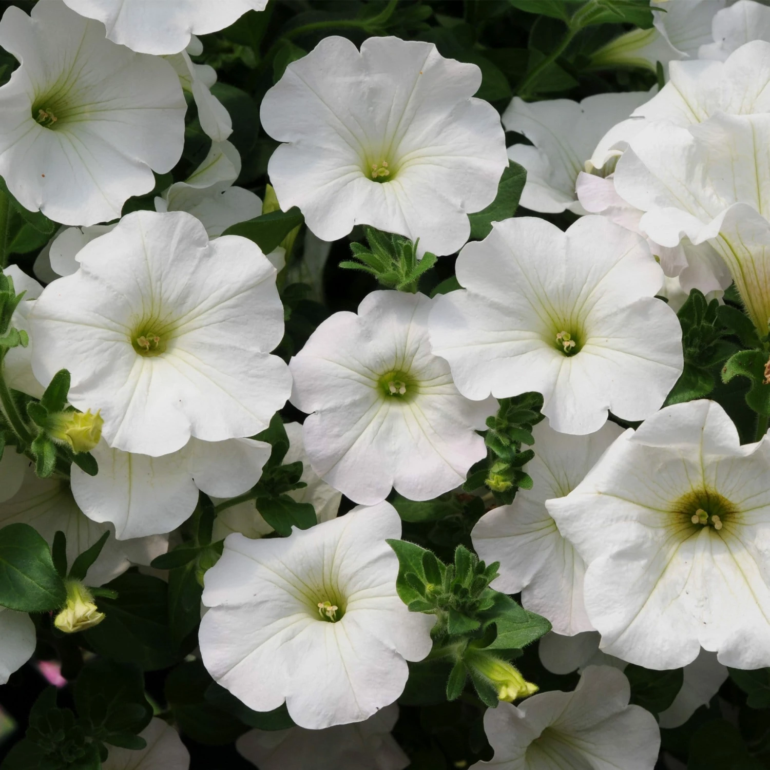 Surfinia Snow Petunia cascading white flowers